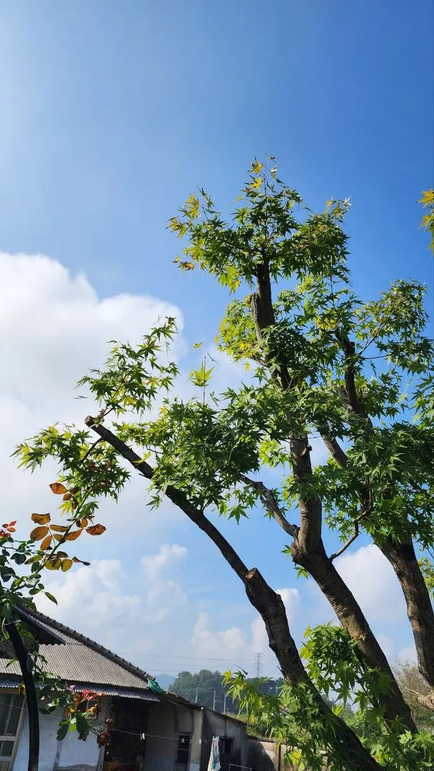 [Nonsan][Nonsan Yangchon] #Pets allowed #Spacious lawn #Sunlit view from large windows #Independent vacation home 52